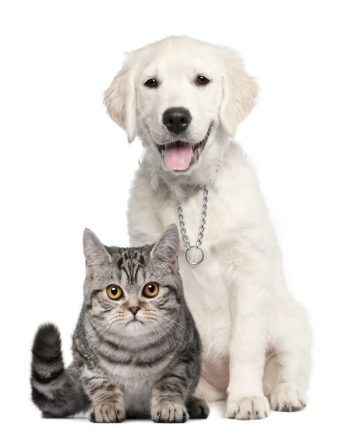 golden-retriever-puppy-sitting-british-shorthair